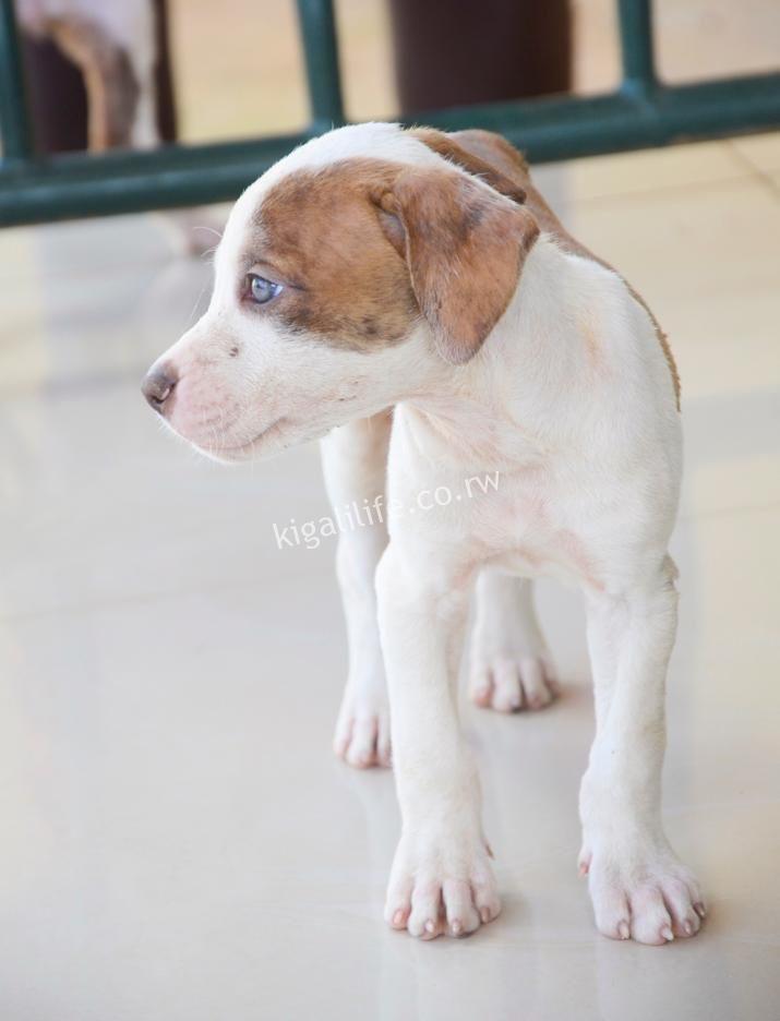 American Pitbull Puppy for Sale